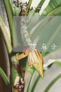 芝麻分有逾期会影响征信吗 芝麻分有逾期会影响征信吗