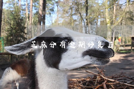 芝麻分有逾期修复后 芝麻分有逾期修复后