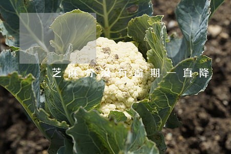 芝麻分没有逾期一直降 芝麻分没有逾期一直降