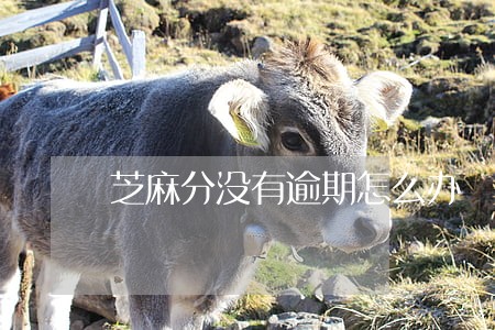 芝麻分没有逾期怎么办 芝麻分没有逾期怎么办