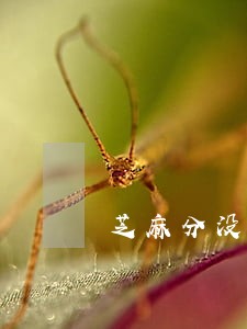 芝麻分没逾期怎么再减少 芝麻分没逾期怎么再减少