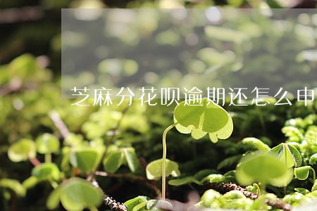 芝麻分花呗逾期还怎么申请 芝麻分花呗逾期还怎么申请