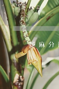 芝麻分还有逾期没处理能贷嘛 芝麻分还有逾期没处理能贷嘛
