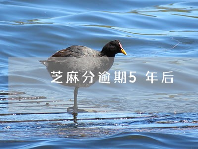 芝麻分逾期5年后