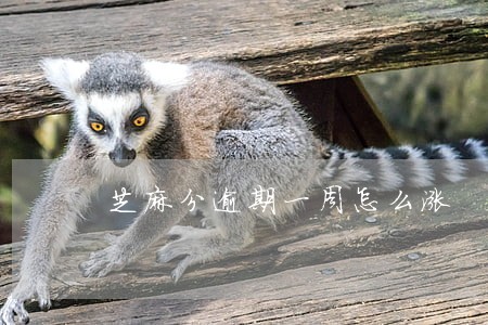 芝麻分逾期一周怎么涨
