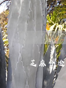 芝麻分逾期上征信