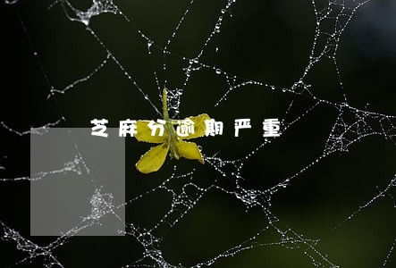 芝麻分逾期严重 芝麻分逾期严重