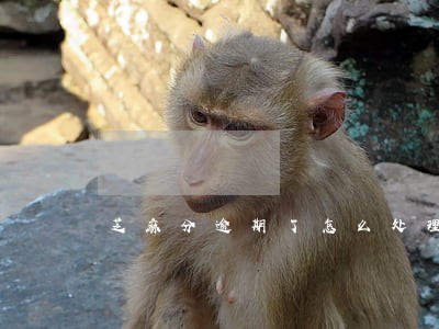 芝麻分逾期了怎么处理 芝麻分逾期了怎么处理