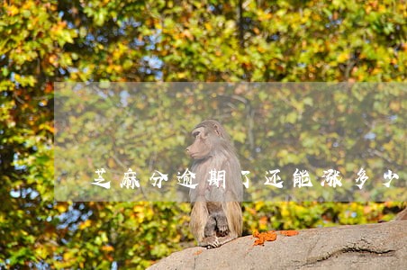 芝麻分逾期了还能涨多少 芝麻分逾期了还能涨多少