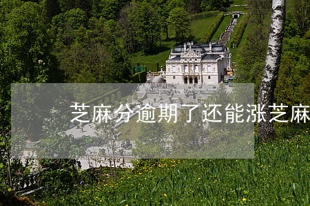 芝麻分逾期了还能涨芝麻分吗