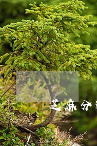 芝麻分逾期以后 芝麻分逾期以后