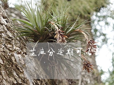 芝麻分逾期可以最哪些口子 芝麻分逾期可以最哪些口子