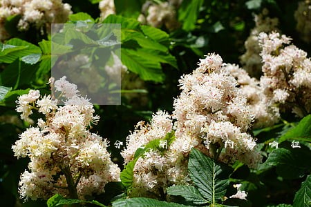 芝麻分逾期后守约影响征信吗 芝麻分逾期后守约影响征信吗