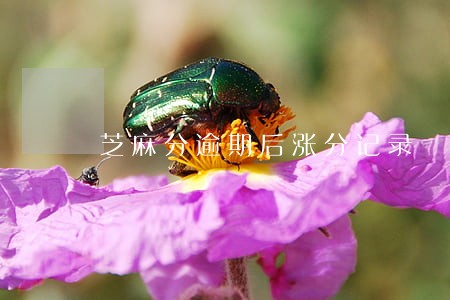 芝麻分逾期后涨分记录 芝麻分逾期后涨分记录
