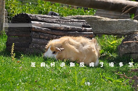 芝麻分逾期后降了很多怎么提升 芝麻分逾期后降了很多怎么提升