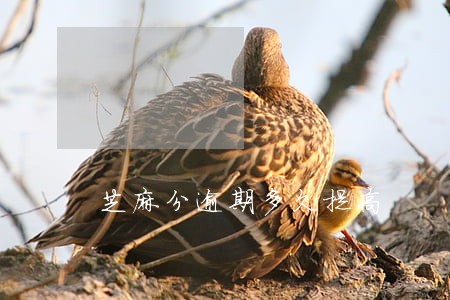 芝麻分逾期多久提高 芝麻分逾期多久提高