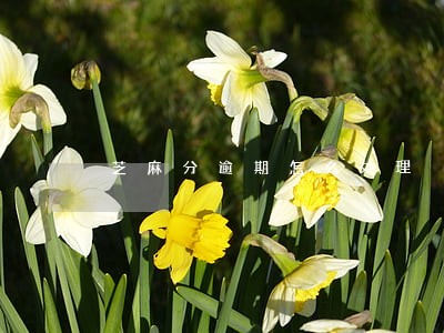 芝麻分逾期怎么处理 芝麻分逾期怎么处理