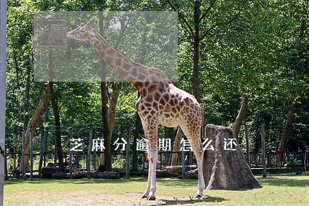 芝麻分逾期怎么还 芝麻分逾期怎么还