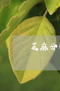 芝麻分逾期掉分怎么办 芝麻分逾期掉分怎么办