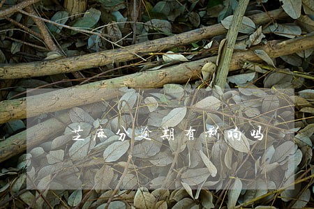 芝麻分逾期有影响吗 芝麻分逾期有影响吗