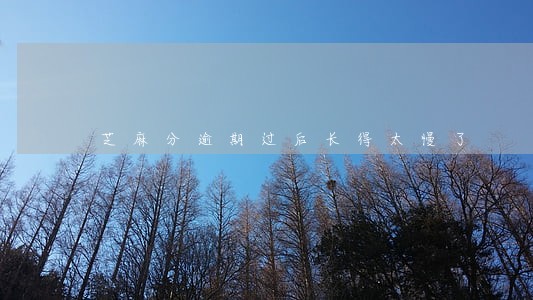 芝麻分逾期过后长得太慢了 芝麻分逾期过后长得太慢了