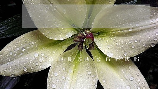 芝麻分逾期过后长得还快吗 芝麻分逾期过后长得还快吗