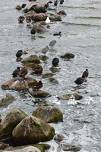 芝麻分逾期还怎么涨 芝麻分逾期还怎么涨
