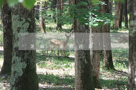 芝麻分逾期还款 芝麻分逾期还款