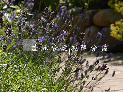 芝麻分逾期降分后