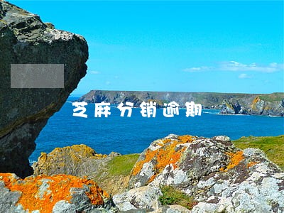 芝麻分销逾期 芝麻分销逾期