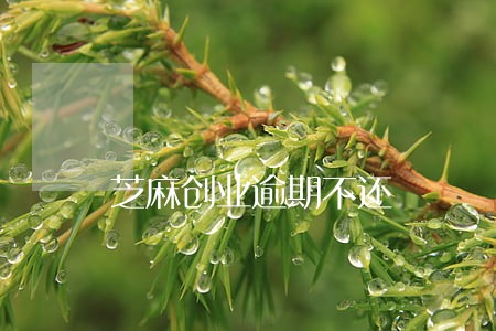 芝麻创业逾期不还 芝麻创业逾期不还