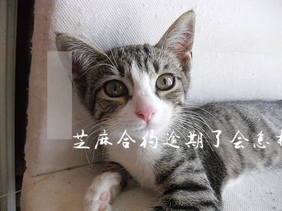芝麻合约逾期了会怎样 芝麻合约逾期了会怎样