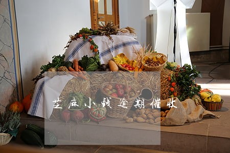 芝麻小钱逾期催收 芝麻小钱逾期催收