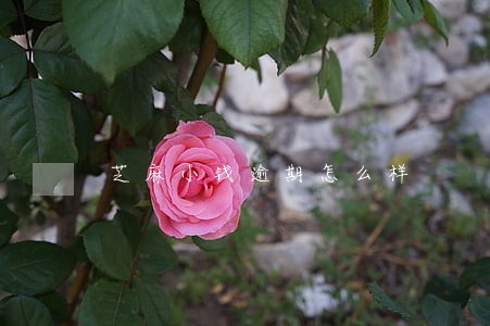 芝麻小钱逾期怎么样 芝麻小钱逾期怎么样