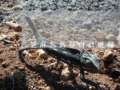 芝麻怎么看自己逾期 芝麻怎么看自己逾期