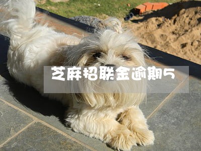 芝麻招联金逾期5