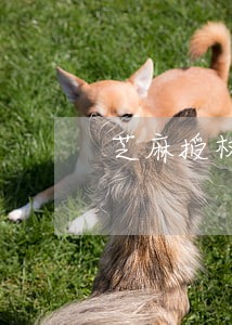 芝麻授权逾期 芝麻授权逾期