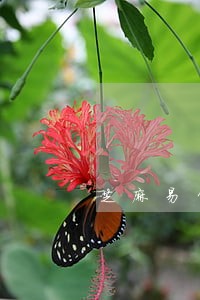 芝麻易贷逾期上征信吗 芝麻易贷逾期上征信吗