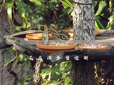 芝麻消费贷逾期 芝麻消费贷逾期