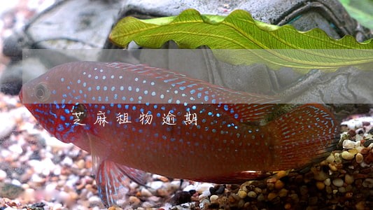 芝麻租物逾期 芝麻租物逾期