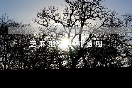 芝麻租用手机逾期 芝麻租用手机逾期
