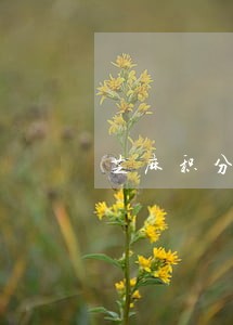 芝麻积分逾期了就580