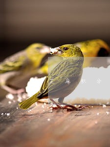 芝麻积分逾期后怎么提高 芝麻积分逾期后怎么提高