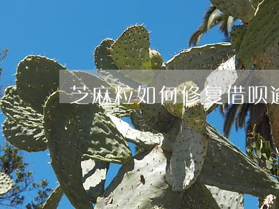 芝麻粒如何修复借呗逾期 芝麻粒如何修复借呗逾期