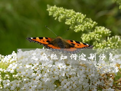 芝麻粒如何逾期修复