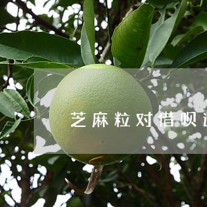 芝麻粒对借呗逾期的作用 芝麻粒对借呗逾期的作用