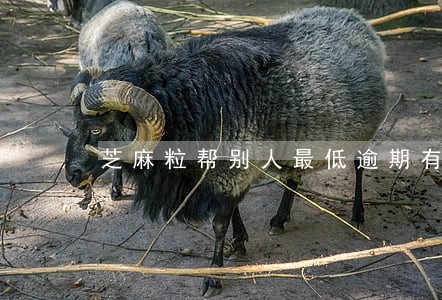 芝麻粒帮别人最低逾期有坏处吗