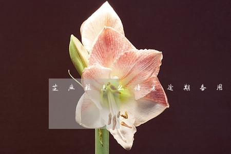 芝麻粒怎么修复逾期备用金 芝麻粒怎么修复逾期备用金