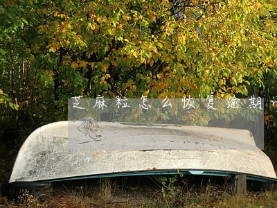 芝麻粒怎么恢复逾期记录 芝麻粒怎么恢复逾期记录