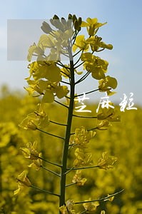 芝麻粒显示借呗逾期后守约 芝麻粒显示借呗逾期后守约